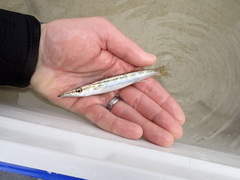 Sphyraena borealis
