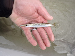 Sphyraena borealis