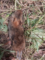 Sylvilagus gabbi