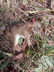 Sylvilagus gabbi