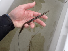 Fistularia tabacaria