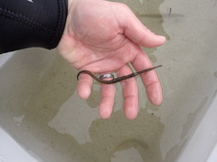 Fistularia tabacaria