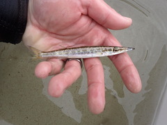 Sphyraena borealis