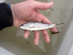 Menticirrhus saxatilis