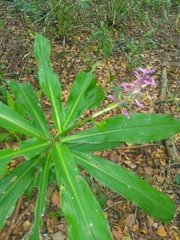 Dichorisandra procera