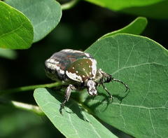 Elaphinis delagoensis