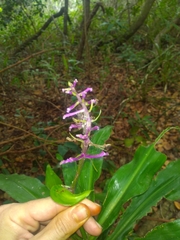 Dichorisandra procera