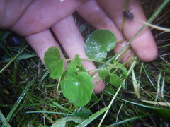 Viola sacchalinensis