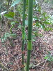 Dichorisandra procera