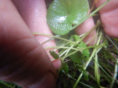 Viola sacchalinensis