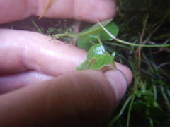 Viola sacchalinensis