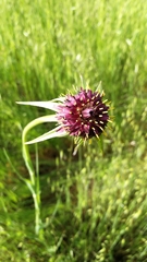 Tragopogon porrifolius porrifolius