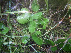 Viola sacchalinensis