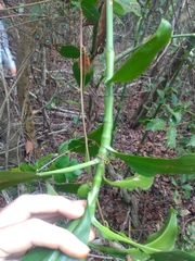 Dichorisandra procera