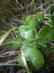 Viola sacchalinensis