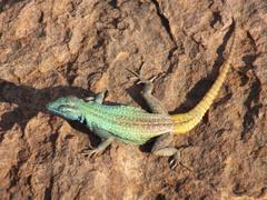 Platysaurus intermedius rhodesianus
