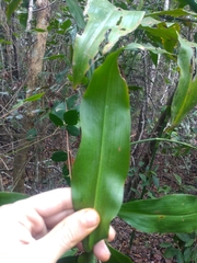 Dichorisandra procera