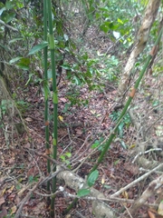 Dichorisandra procera