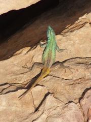 Platysaurus intermedius rhodesianus