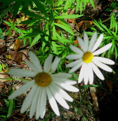 Osmitopsis osmitoides