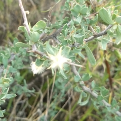 Sericodes greggii