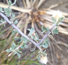 Sericodes greggii