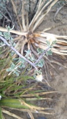 Sericodes greggii