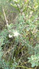 Sericodes greggii