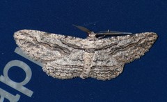 Iridopsis obliquaria