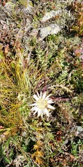 Carlina acaulis acaulis