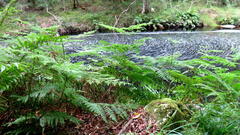 Hypolepis sparsisora