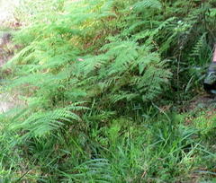 Hypolepis sparsisora