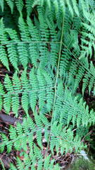 Hypolepis sparsisora