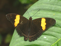 Adelpha leucophthalma