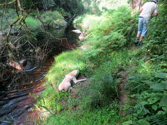 Hypolepis sparsisora