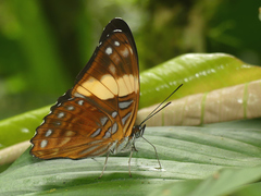 Adelpha leucophthalma