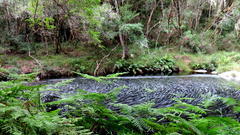 Hypolepis sparsisora