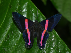 Ancyluris paramba