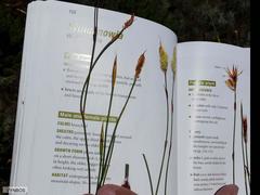 Willdenowia glomerata