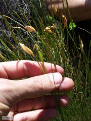 Willdenowia glomerata