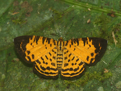 Argyrogrammana crocea