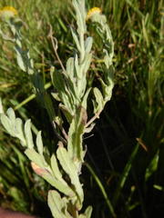 Pulicaria scabra