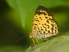 Argyrogrammana crocea