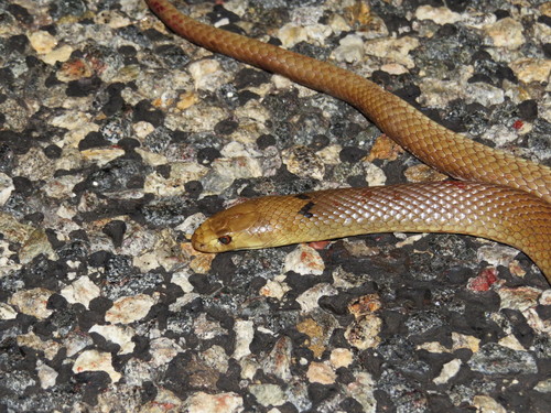 Photo of a Mengden's Gwardar (Pseudonaja mengdeni)
