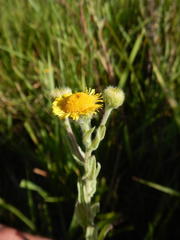 Pulicaria scabra