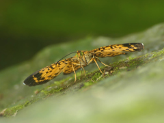 Argyrogrammana crocea