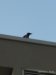 Corvus cornix