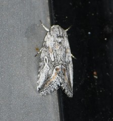 Aleptina junctimacula