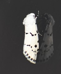Grotella binda