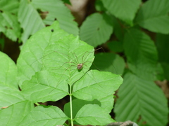 Leiobunum calcar